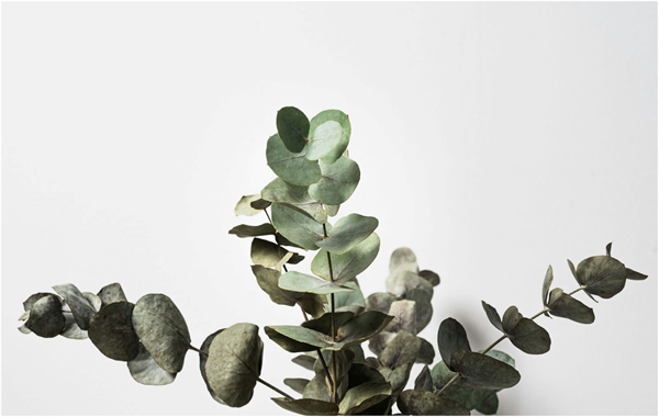 eucalyptus plant