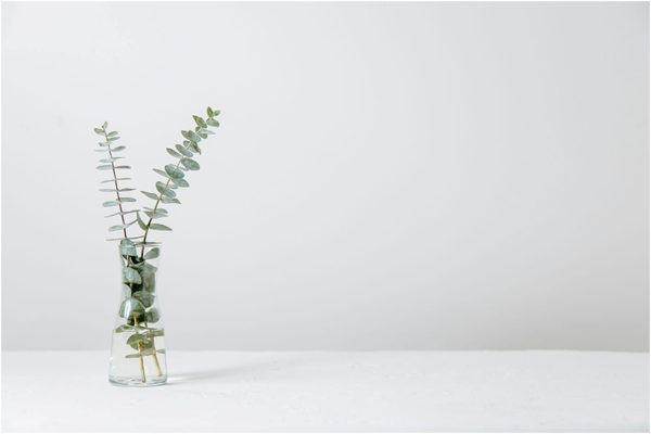 eucalyptus plant