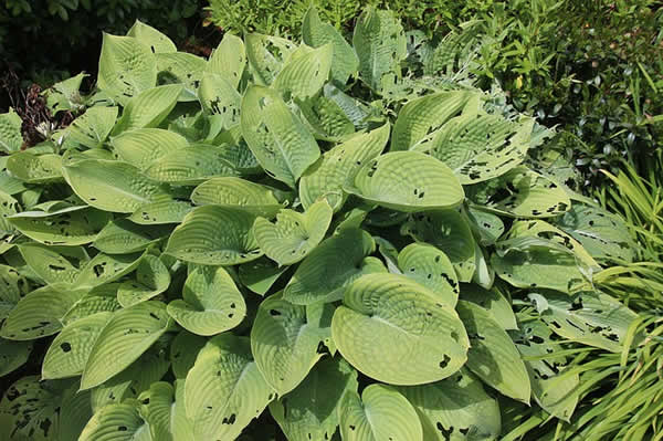 plant leaves that have been partially eaten by bugs