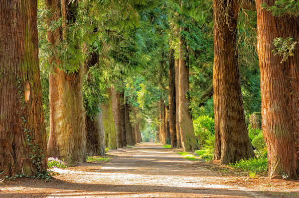 country road lined with trees