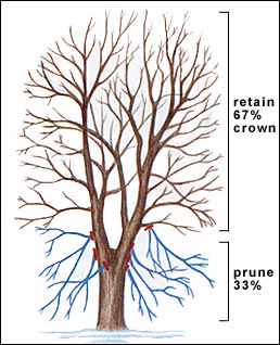 Raising the tree's canopy